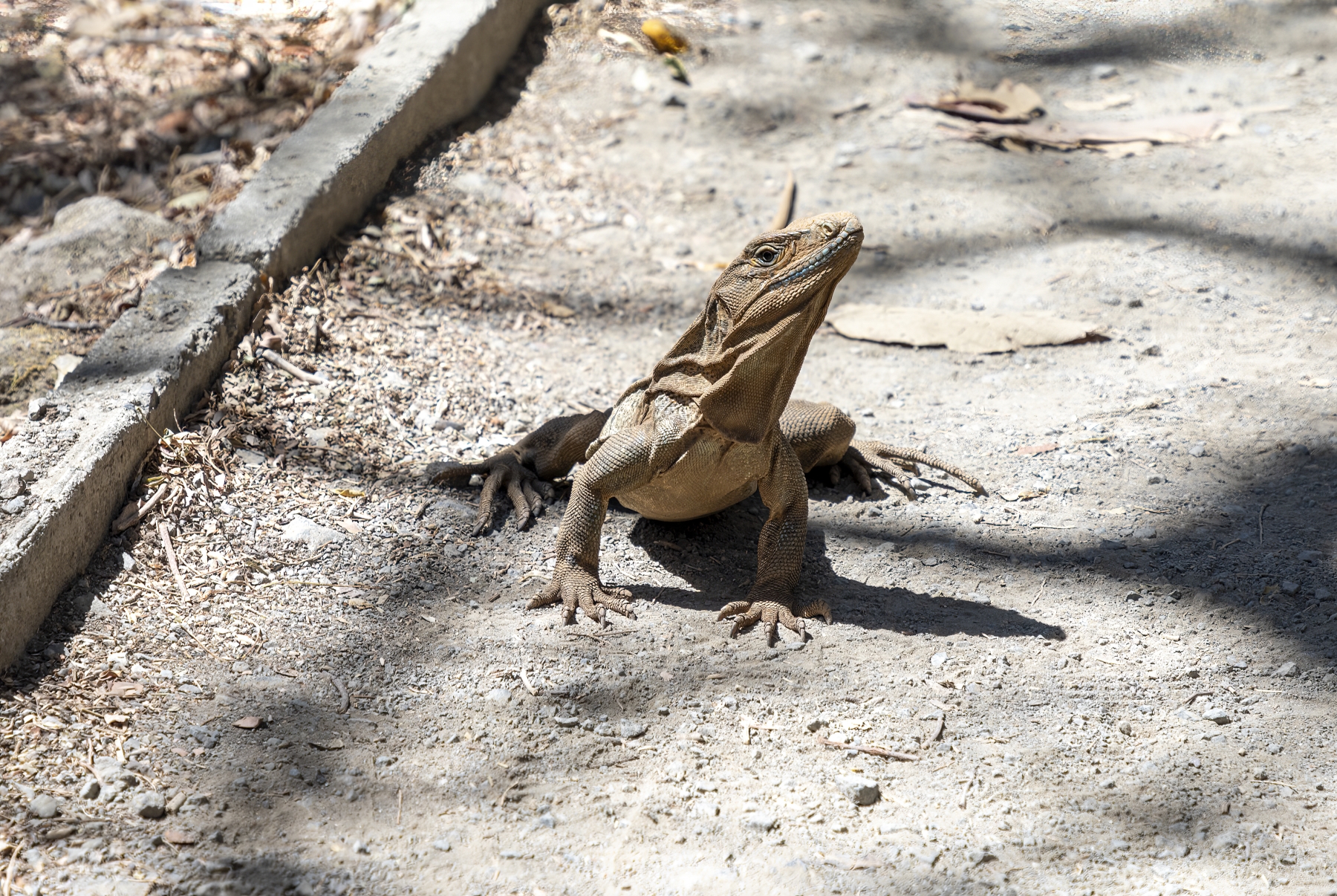 Brown Iguana, Rincon National Park, Costa Rica